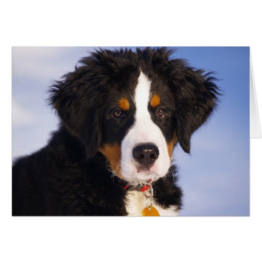 Cute Bernese Mountain Dog Puppy Picture (Front Horizontal)