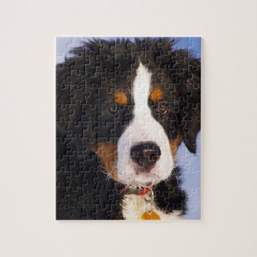 Cute Bernese Mountain Dog Puppy Picture Jigsaw Puzzle
