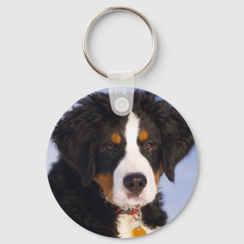 Cute Bernese Mountain Dog Puppy Picture Keychain