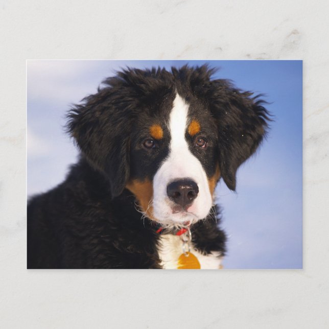 Cute Bernese Mountain Dog Puppy Picture Postcard (Front)
