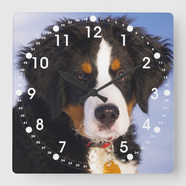 Cute Bernese Mountain Dog Puppy Picture Square Wall Clock (Front)