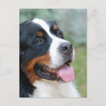 Cute Bernese Postcard by DogPoundGifts at Zazzle