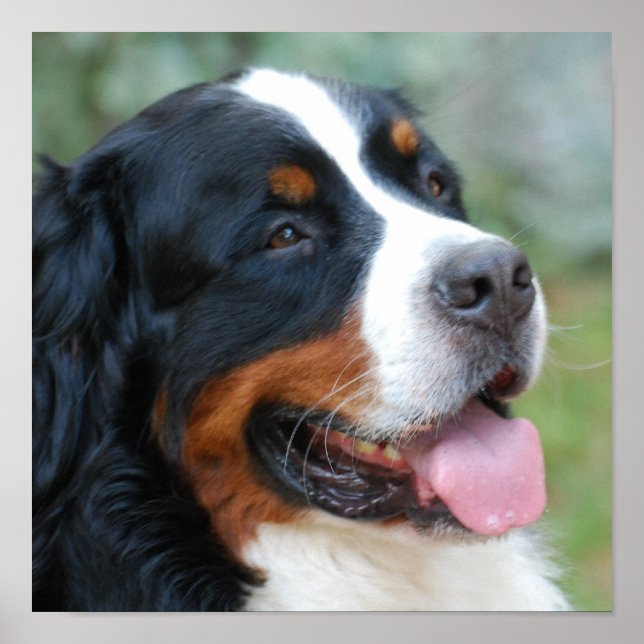 Cute Bernese Poster (Front)