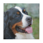 Cute Bernese Tile