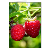 Cute berry photo Raspberries blackberries fruit (Front)