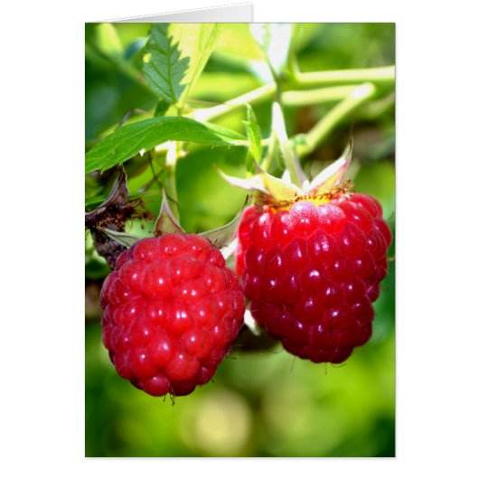 Cute berry photo Raspberries blackberries fruit (Front)
