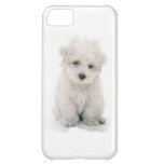 Cute Bichon Frise iPhone 5C Cover