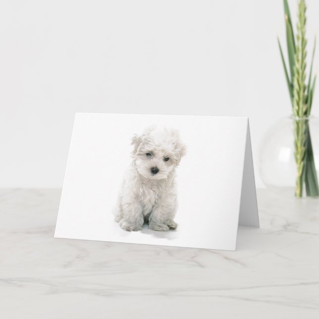 Cute Bichon Frise Greeting Card (Front)