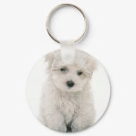 Cute Bichon Frise Keychain