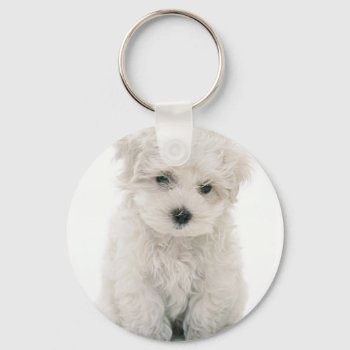 Cute Bichon Frise Keychain by DogPoundGifts at Zazzle