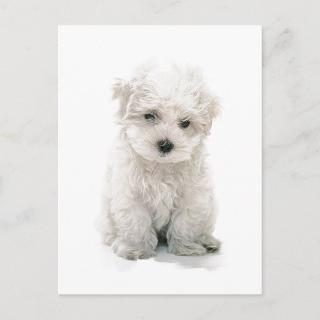 Cute Bichon Frise Postcard | Zazzle