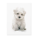 Cute Bichon Frise Postcard
