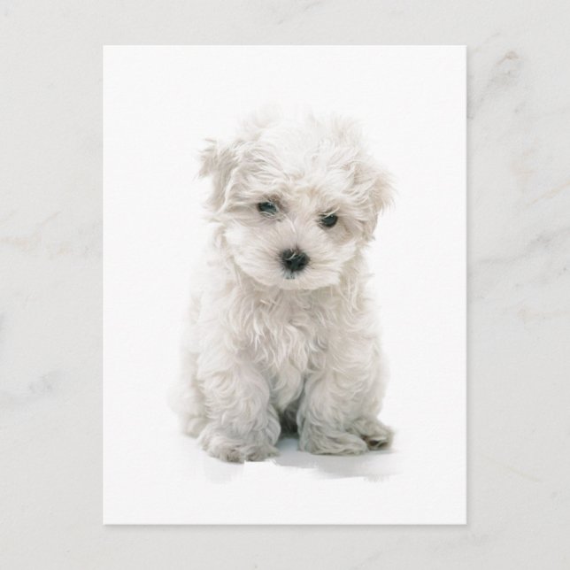Cute Bichon Frise Postcard (Front)