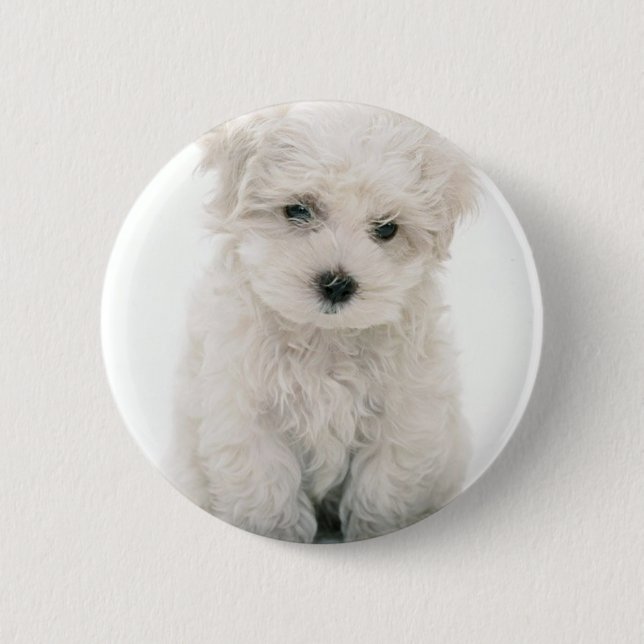 Cute Bichon Frise Round Button (Front)