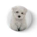 Cute Bichon Frise Round Button