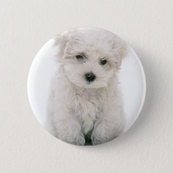 Cute Bichon Frise Round Button by DogPoundGifts at Zazzle