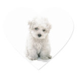 Cute Bichon Frise Stickers
