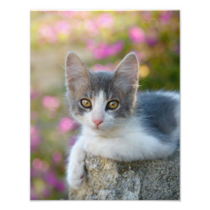 Cute Bicolor Cat Kitten Pink Flowers - Paperprint Photo Print