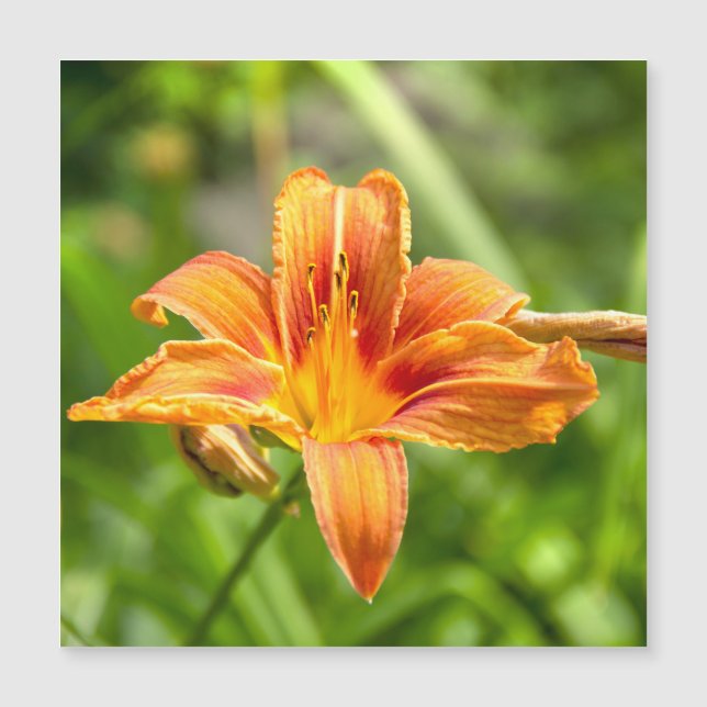 Cute big Lily flower photo (Front)