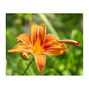 Cute big Lily flower photo Acrylic Print