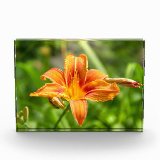 Cute big Lily flower photo Block