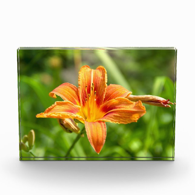 Cute big Lily flower photo Block (Front)