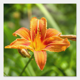 Cute big Lily flower photo Sign