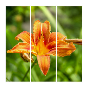 Cute big Lily flower photo Triptych