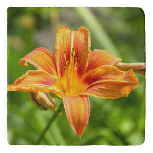 Cute big Lily flower photo Trivet