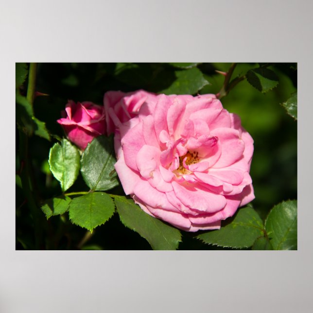 Cute big pink rose photo poster (Front)