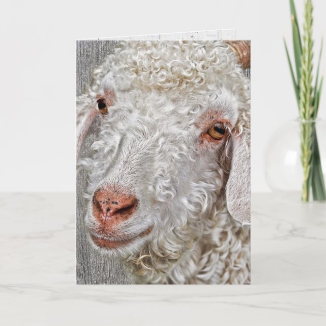 cute billy goat birthday card (Front)