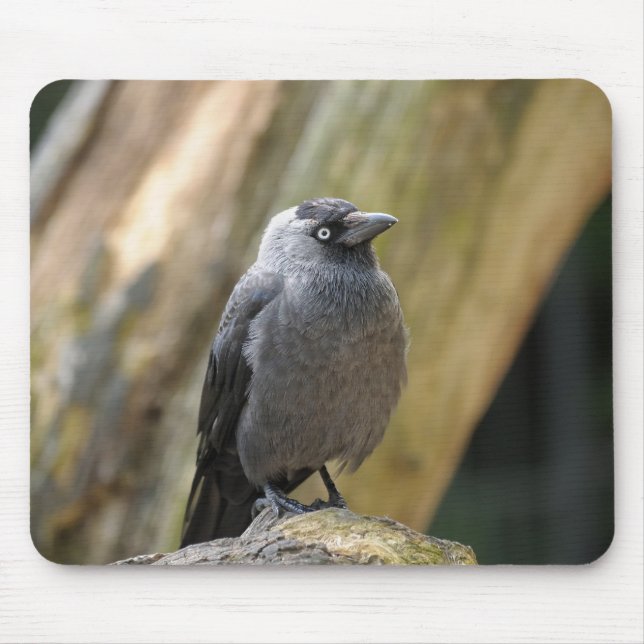 cute bird mouse pad (Front)