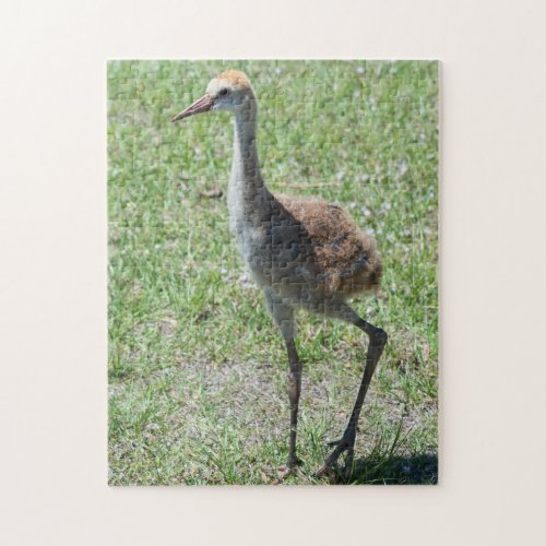 Cute Bird Nature Wildlife Florida Sandhill Crane Jigsaw Puzzle