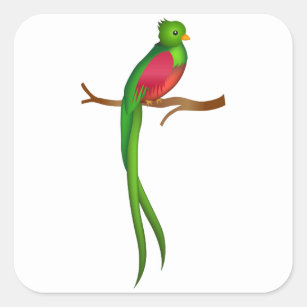 quetzal tattooTikTok Search