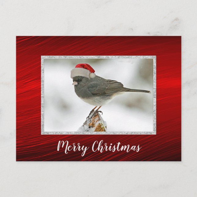 Cute Bird Santa Cap Photo Christmas Postcard (Front)