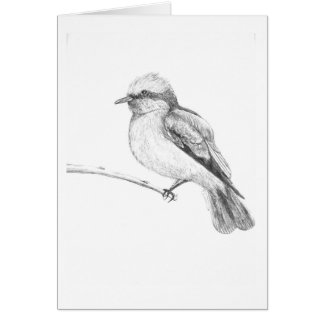 Cute Bird that catches everyone's attention. Cards