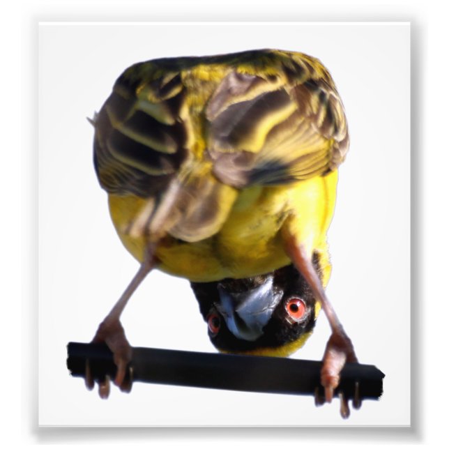 Cute Birdie Photograph (Satin) (Front)