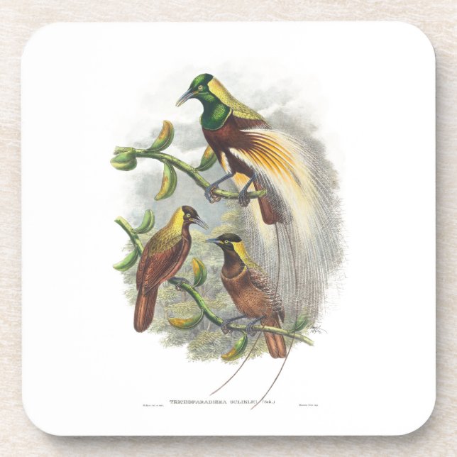  Cute birds Beverage Coaster (Front)