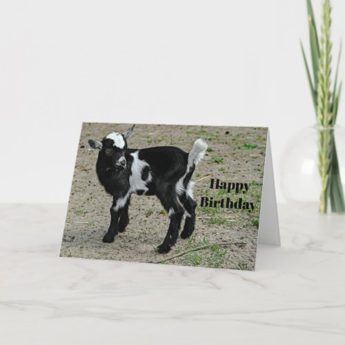 Cute Black and White Baby Goat Photo Birthday Card
