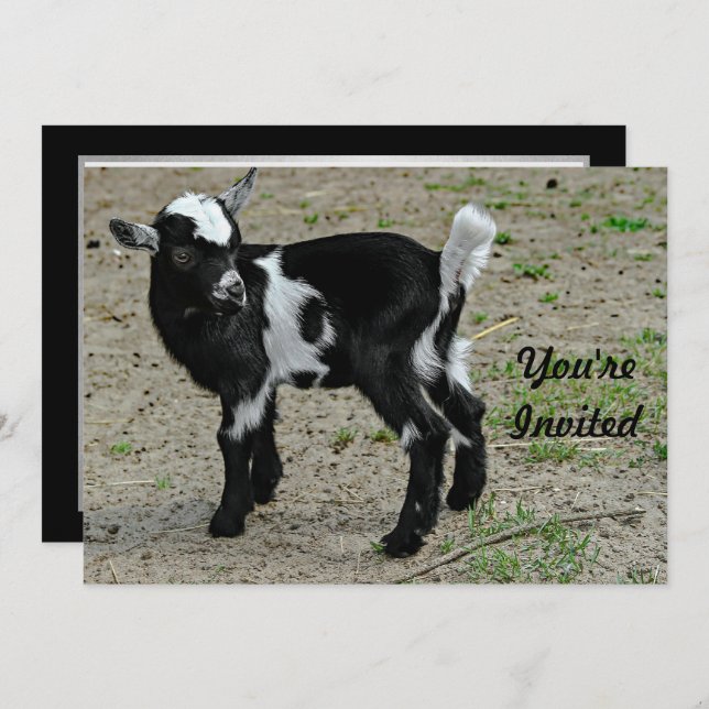 Cute Black and White Baby Goat Photo Birthday Invitation (Front/Back)