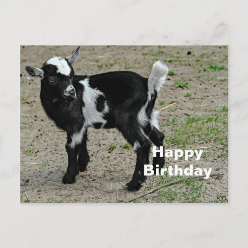 Cute Black and White Baby Goat Photo Birthday Postcard