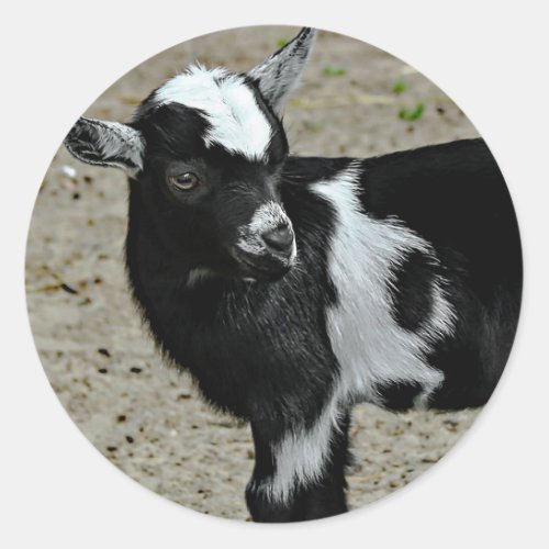 Cute Black and White Baby Goat Photo Classic Round Sticker