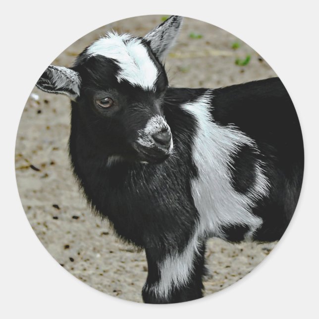 Cute Black and White Baby Goat Photo Classic Round Sticker (Front)