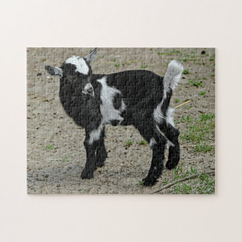 Cute Black and White Baby Goat Photo Jigsaw Puzzle