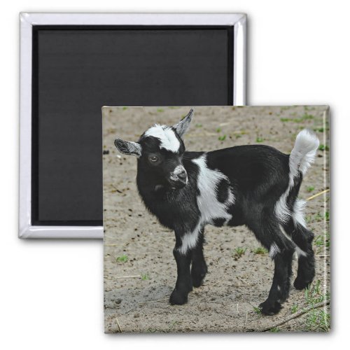 Cute Black and White Baby Goat Photo Magnet