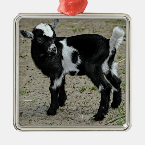 Cute Black and White Baby Goat Photo Metal Ornament