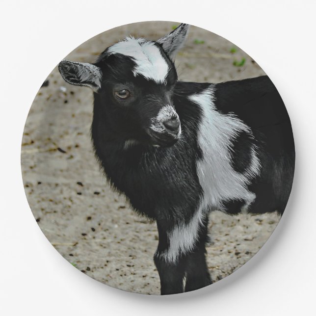 Cute Black and White Baby Goat Photo Paper Plates (Front)