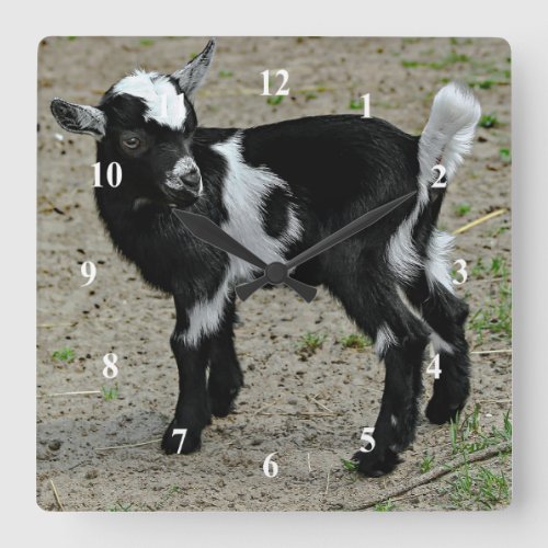 Cute Black and White Baby Goat Photo Square Wall Clock