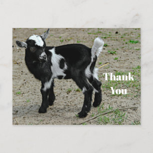 Cute Black and White Baby Goat Photo Thank You Postcard