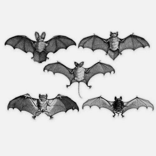 Cute Black And White Bats Sticker